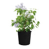 New Age™ Lavender Syringa Shrub