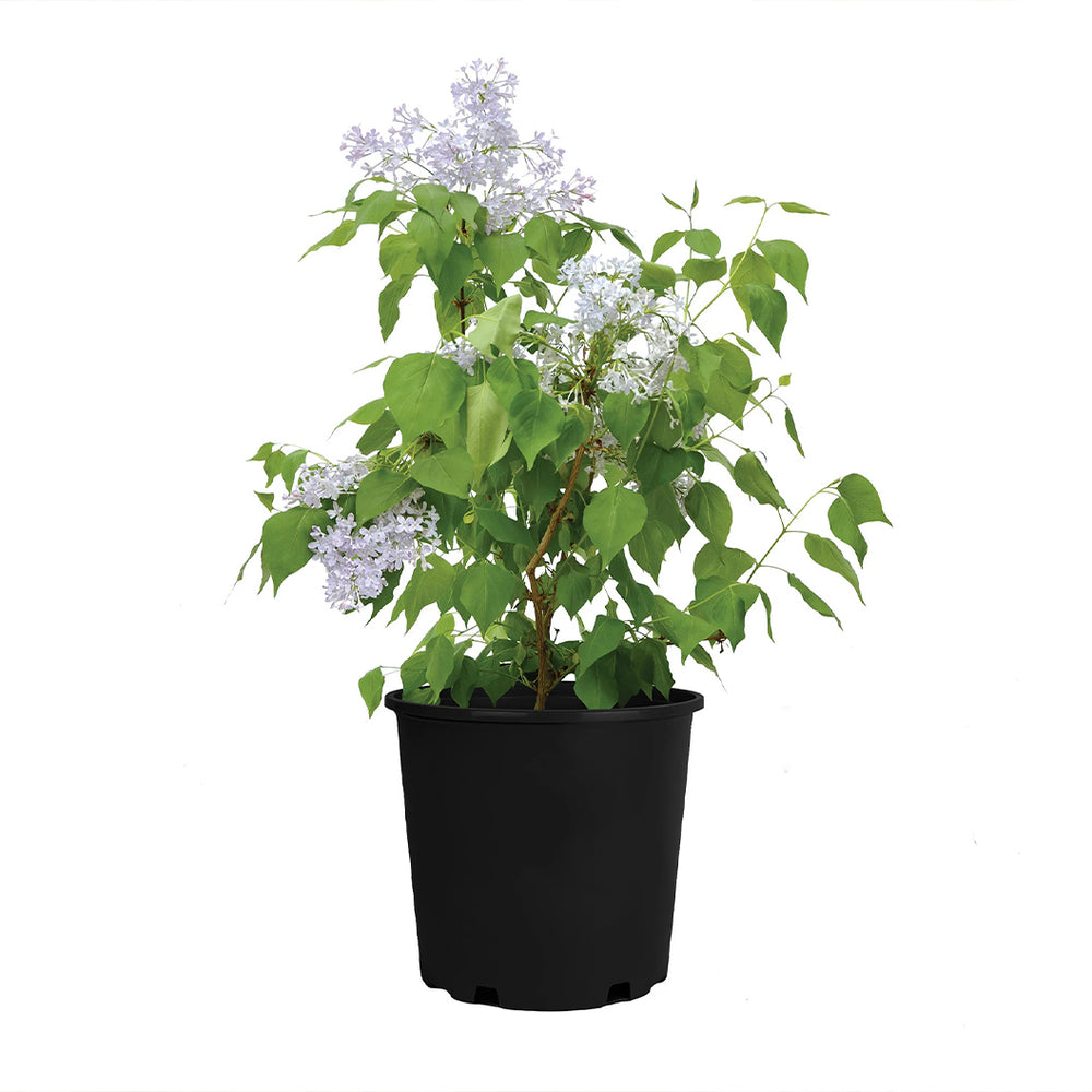 New Age™ Lavender Syringa Shrub