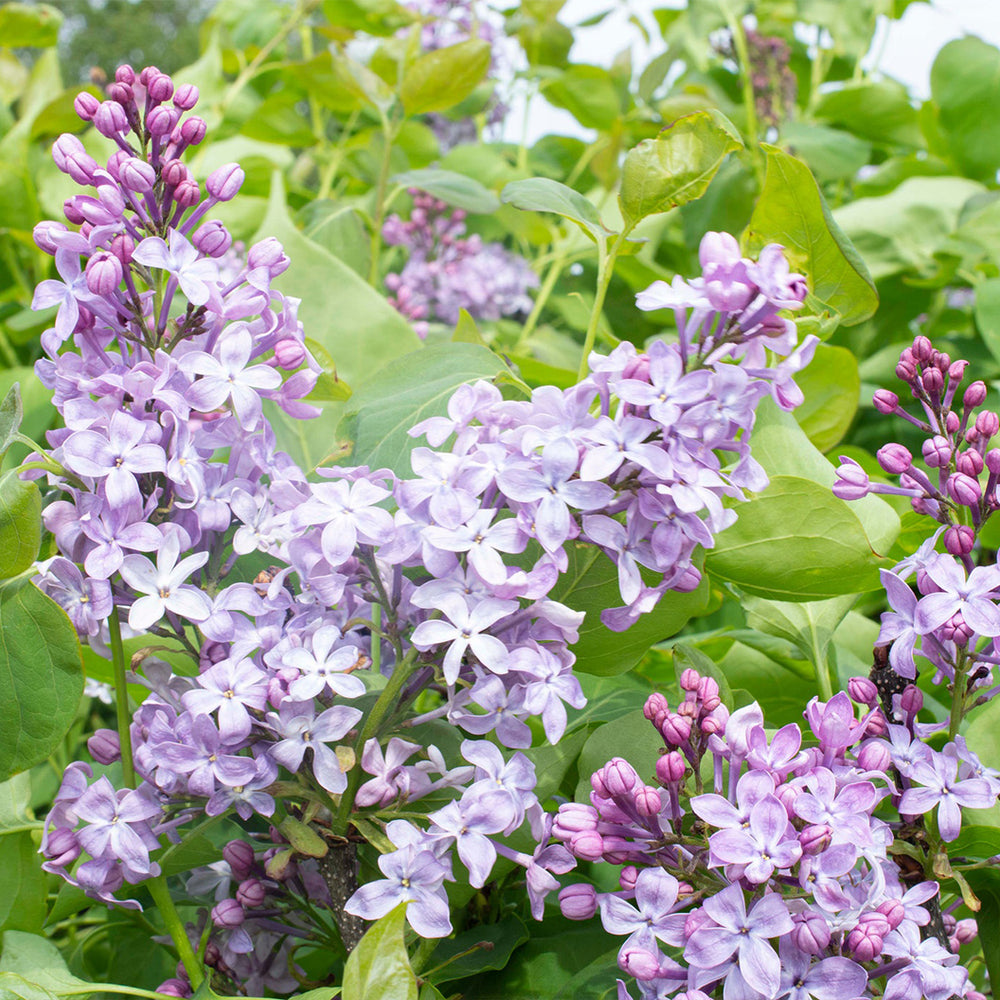 New Age™ Lavender Syringa Shrub