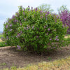 New Age™ Lavender Syringa Shrub