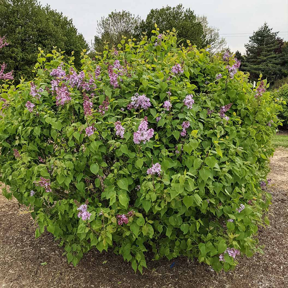 New Age™ Lavender Syringa Shrub
