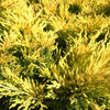 Lime Glow Juniper Shrub