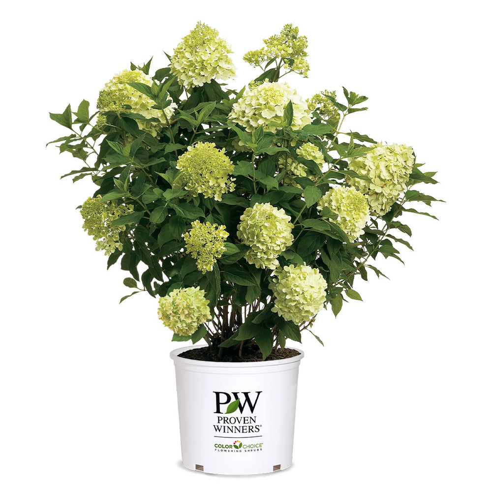 Proven Winners® Limelight Hydrangea Shrub