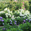 Proven Winners® Little Lime Punch® Panicle Hydrangea
