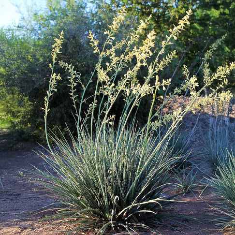 Little Miss Sunshine Yucca Shrub