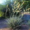 Little Miss Sunshine Yucca Shrub