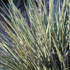 Little Miss Sunshine Yucca Shrub