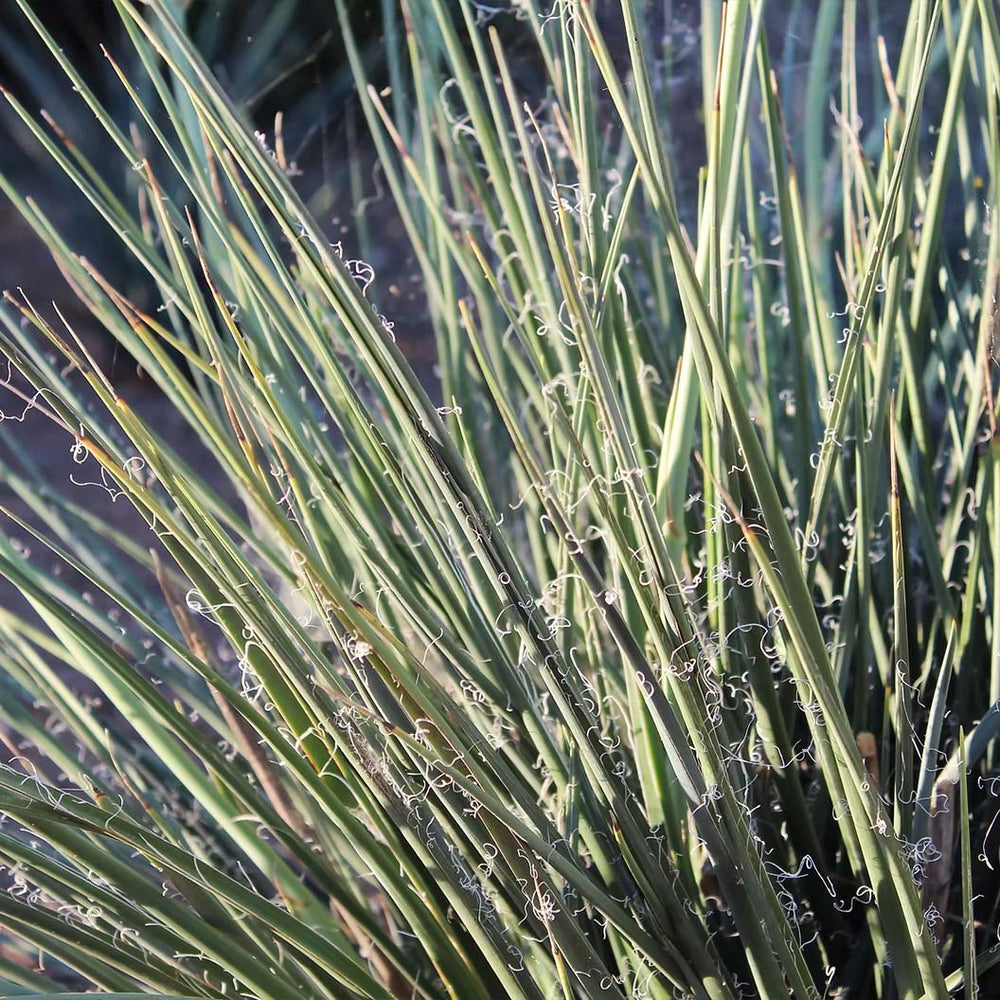 Little Miss Sunshine Yucca Shrub