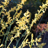 Little Miss Sunshine Yucca Shrub