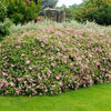 Little Princess Spiraea Shrub