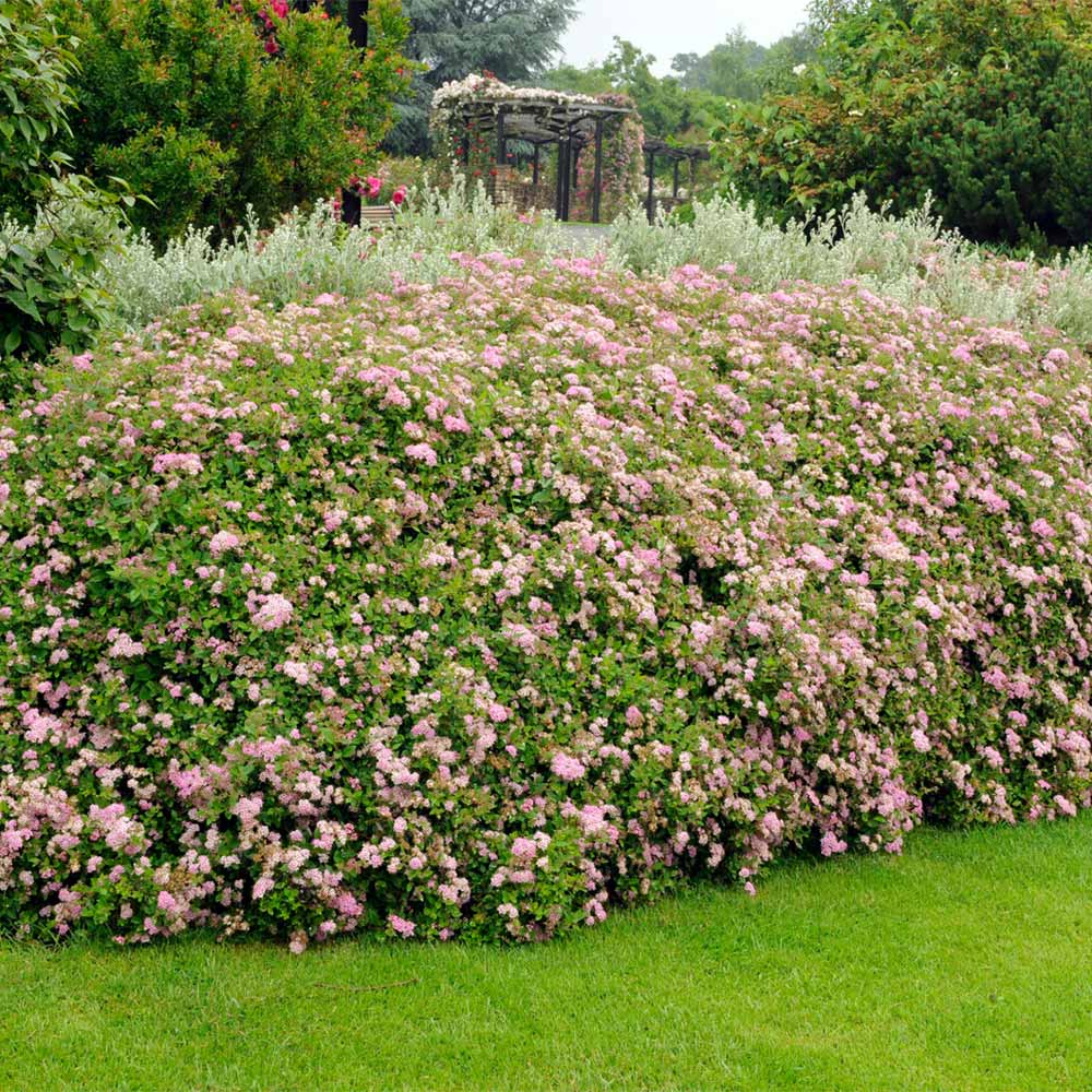Little Princess Spiraea Shrub