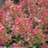 Little Quick Fire® Hydrangea