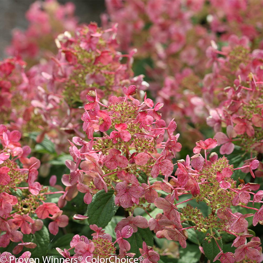 Little Quick Fire® Hydrangea