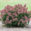 Little Quick Fire® Hydrangea