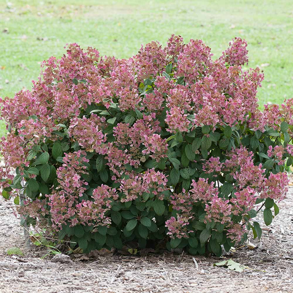 Little Quick Fire® Hydrangea