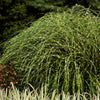 Little Zebra Miscanthus Maiden Grass