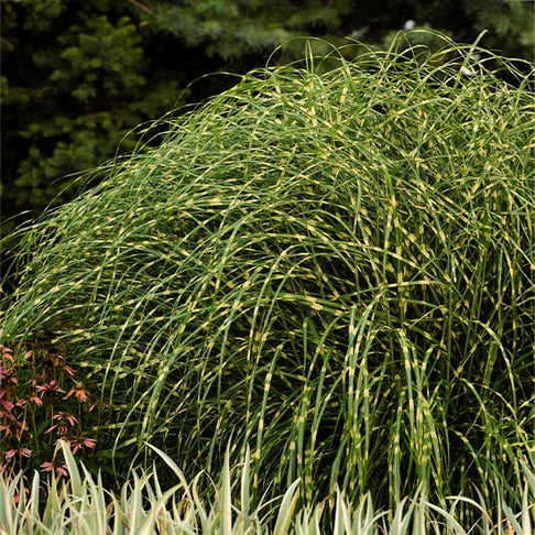 Little Zebra Miscanthus Maiden Grass