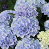 Hydrangea Magical® Elizabeth Ashley Blue Shrub