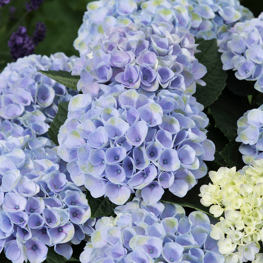 Hydrangea Magical® Elizabeth Ashley Blue Shrub