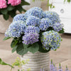 Hydrangea Magical® Elizabeth Ashley Blue Shrub