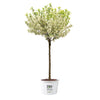 Proven Winners® Lollipop® Crabapple Tree