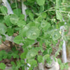 Proven Winners® Kintzley's Ghost® Honeysuckle Vine