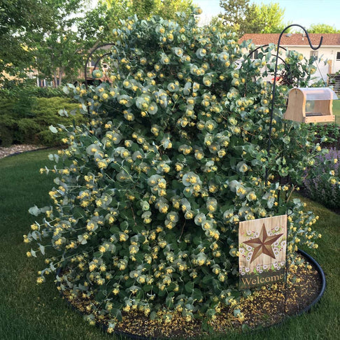 Proven Winners® Kintzley's Ghost® Honeysuckle Vine