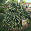 Proven Winners® Kintzley's Ghost® Honeysuckle Vine