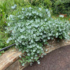 Proven Winners® Kintzley's Ghost® Honeysuckle Vine