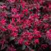 Bloomables® Cerise Charm Loropetalum