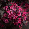 Bloomables® Cerise Charm Loropetalum