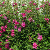 Lucy Rose of Sharon Althea Tree