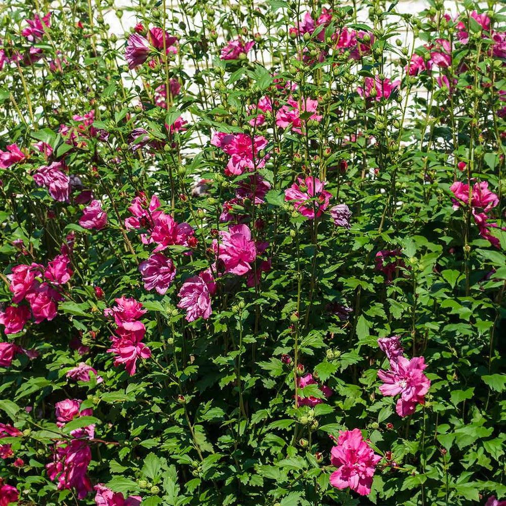 Lucy Rose of Sharon Althea Tree