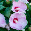 Luna Pink Swirl Hibiscus