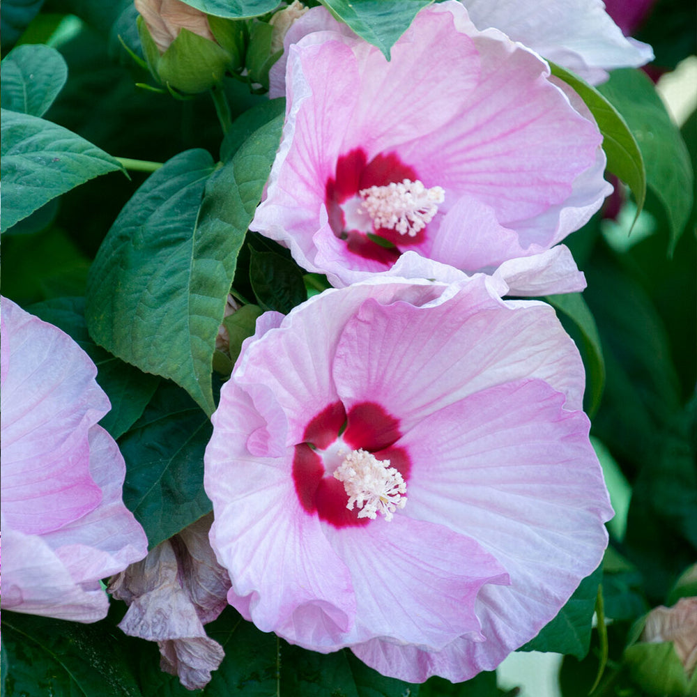 Luna Pink Swirl Hibiscus