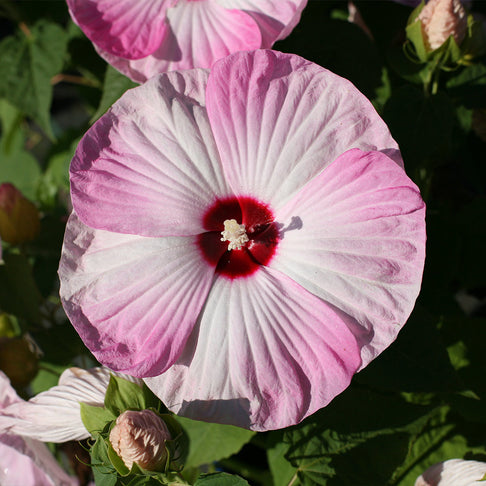 Luna Pink Swirl Hibiscus