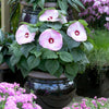 Luna Pink Swirl Hibiscus