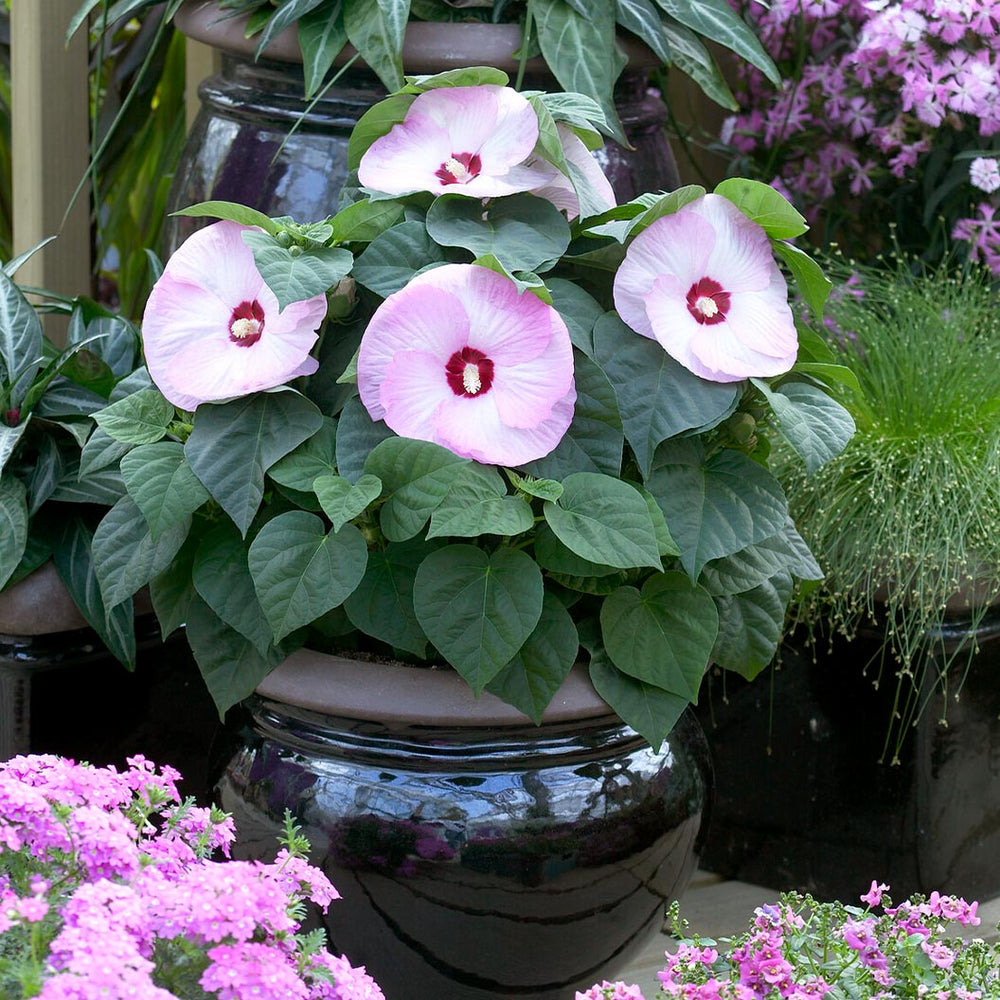 Luna Pink Swirl Hibiscus