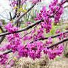 Luscious Lavender™ Redbud Tree
