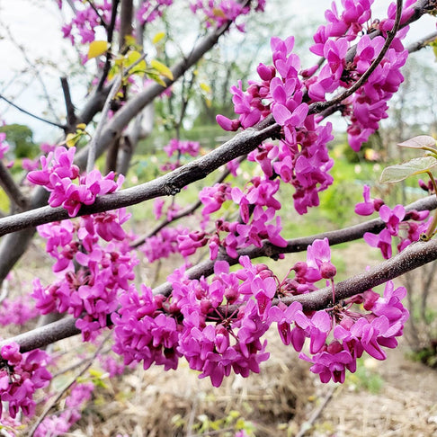 Luscious Lavender™ Redbud Tree