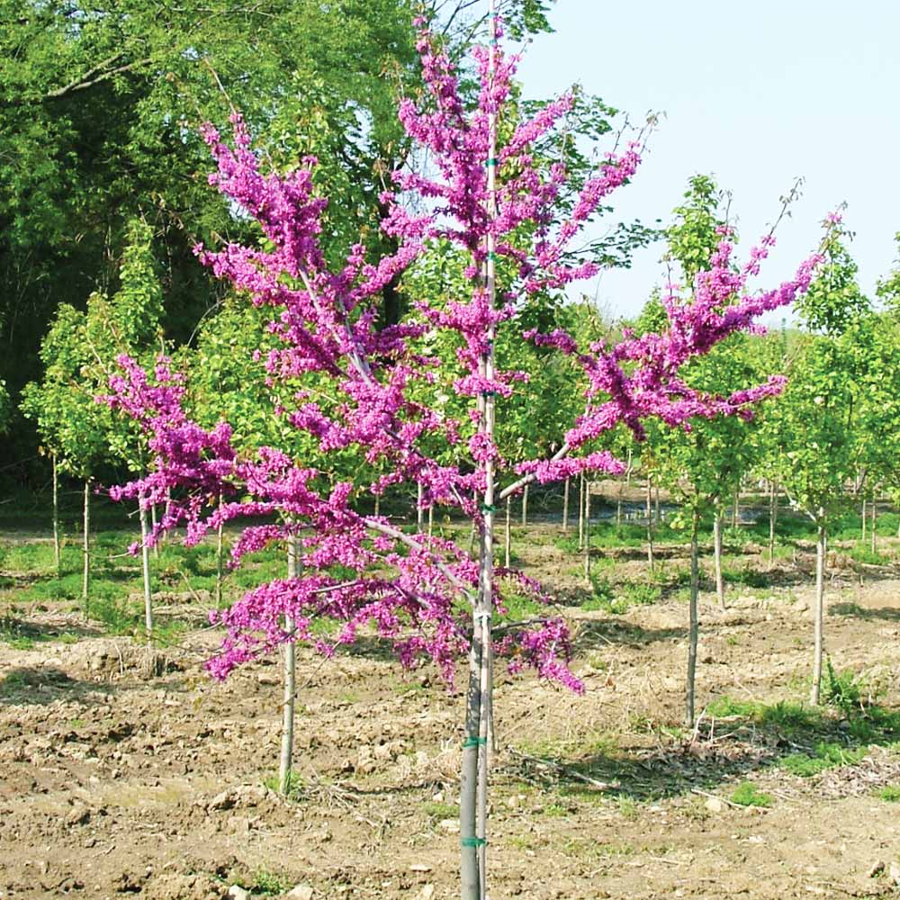 Luscious Lavender™ Redbud Tree