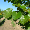 Luscious Lavender™ Redbud Tree