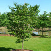 Luscious Lavender™ Redbud Tree