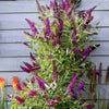 Southern Living® Magenta Butterfly Towers™ Butterfly Bush