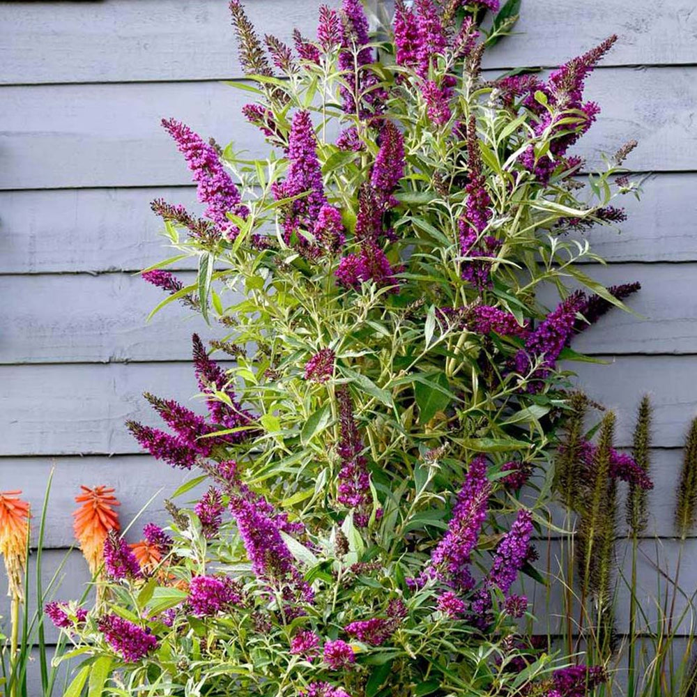 Southern Living® Magenta Butterfly Towers™ Butterfly Bush
