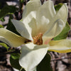 Honey Tulip™ Magnolia Tree