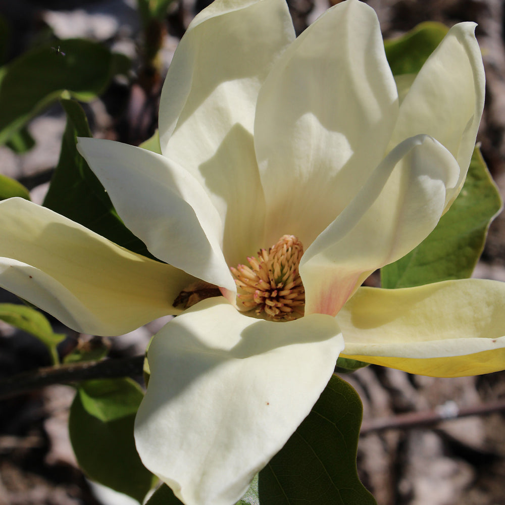 Honey Tulip™ Magnolia Tree