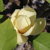 Honey Tulip™ Magnolia Tree