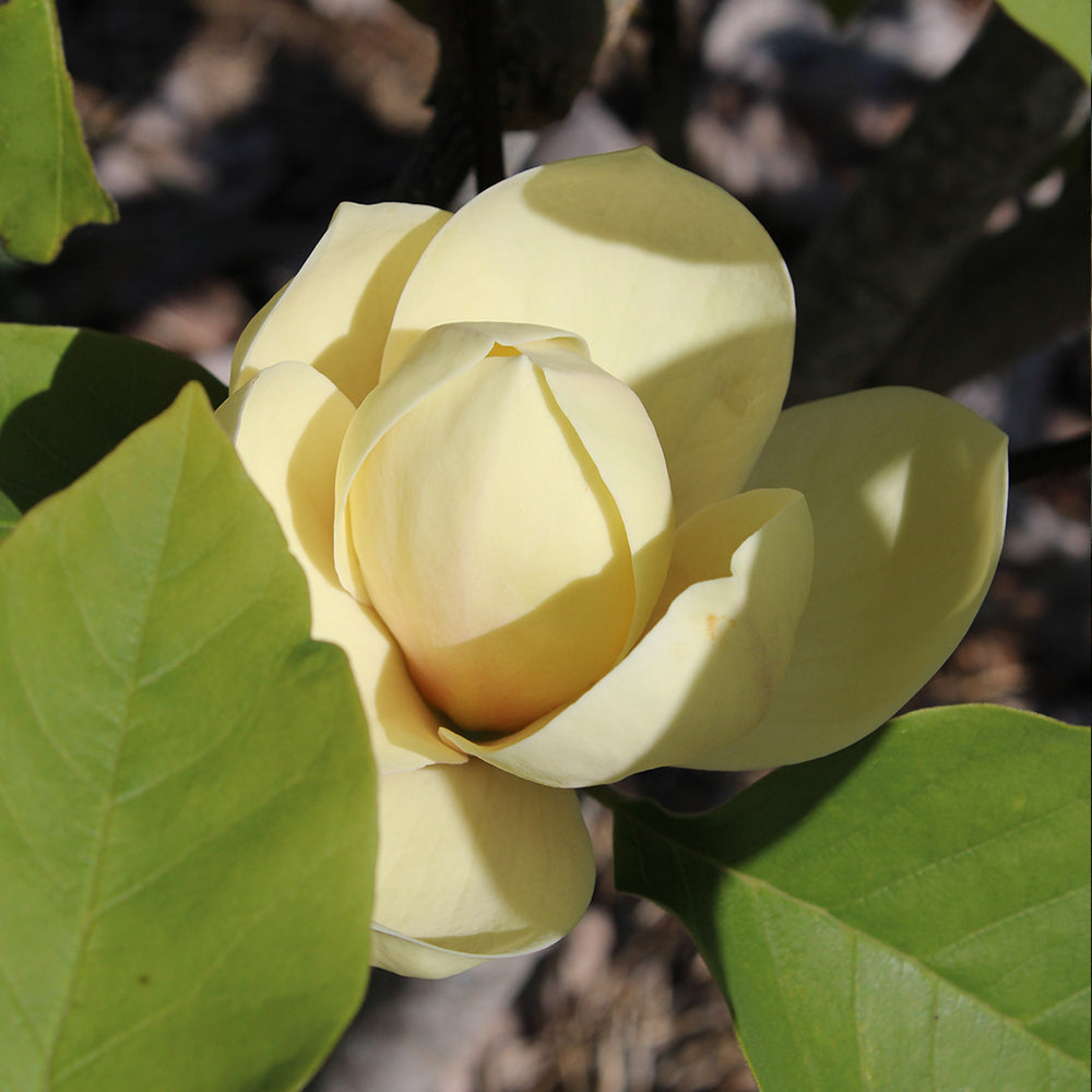 Honey Tulip™ Magnolia Tree