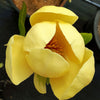 Honey Tulip™ Magnolia Tree